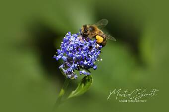 Honey Bee Cover Image