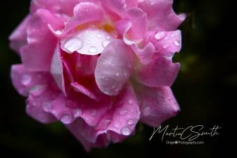 Raindrops on Roses Cover Image