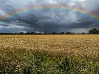 Rainbow over the corn