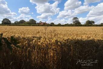 Corn field Cover Image