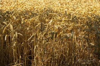 Corn field Cover Image