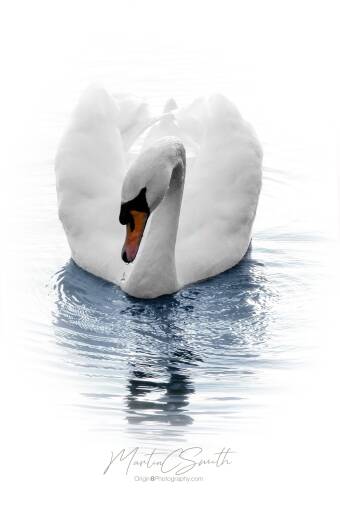 Swan head on Cover Image