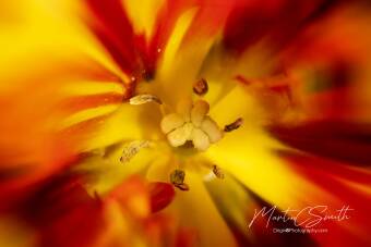 Red/Yellow flower detail Cover Image
