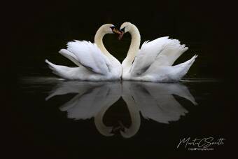 Loving Swans Cover Image
