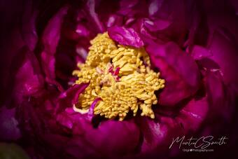 Purple/Yellow flower Cover Image