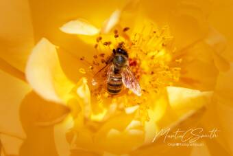 Honey Bee in yellow rose Cover Image