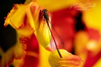 Dragonfly red/yellow Cover Image