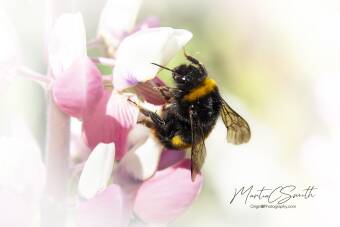 Bumble Bee Cover Image