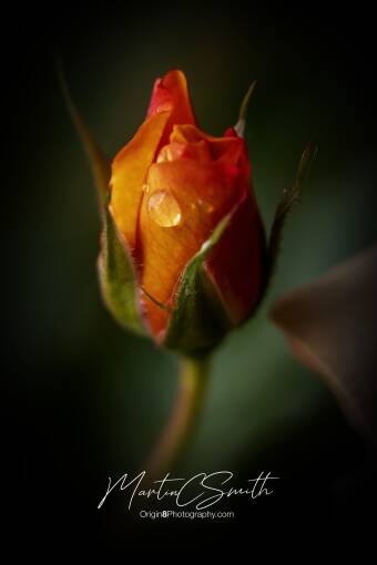 Raindrops on Roses 2