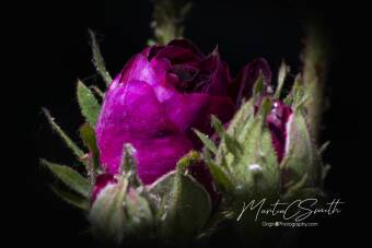 Rose bud Cover Image