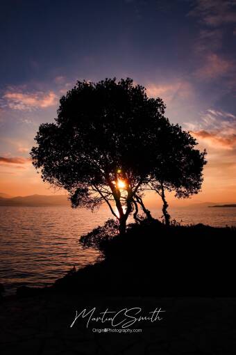 Sunrise through tree