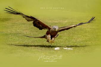 Red Kite hunting Cover Image