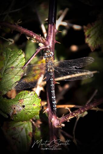 Dragonfly 