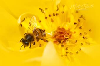 Honeybee / yellow