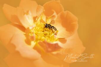 Hoverfly /orange Cover Image