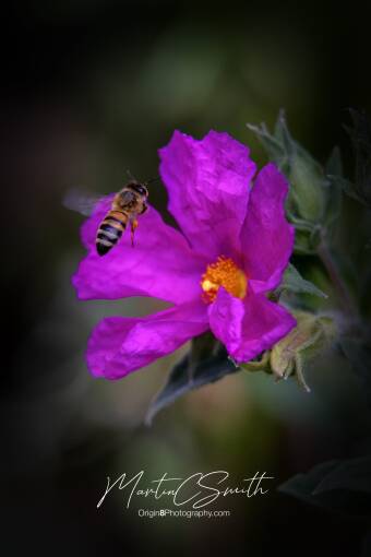 Honeybee / magenta