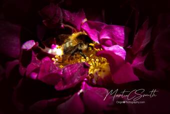 bumblebee / magenta Cover Image