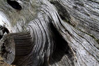 Wood / trunk