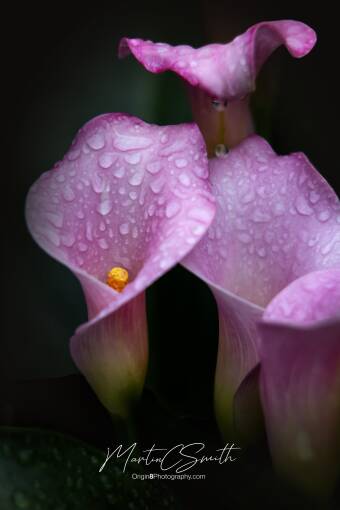 Lillies in the rain